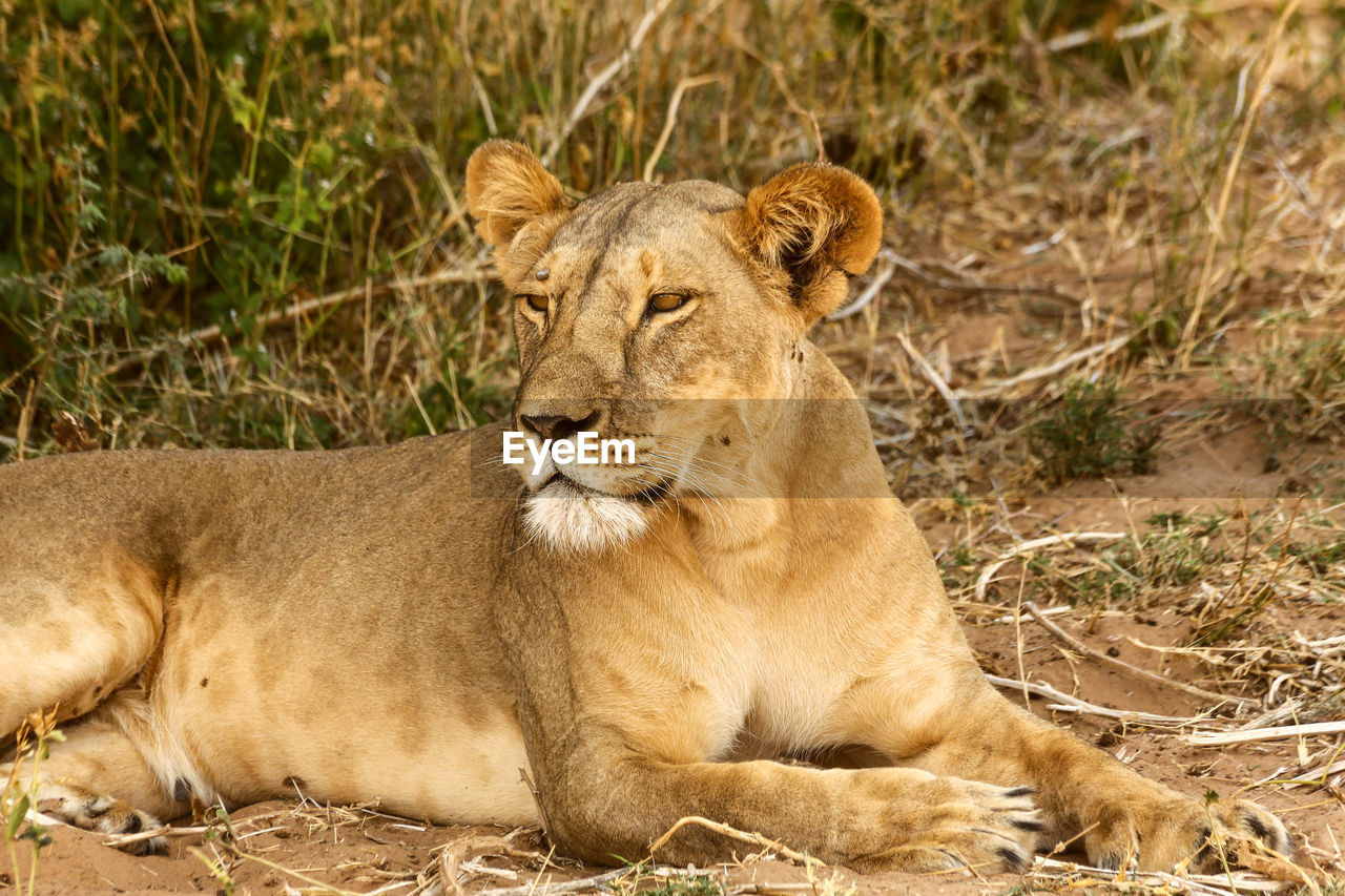 Lion relaxing on grass