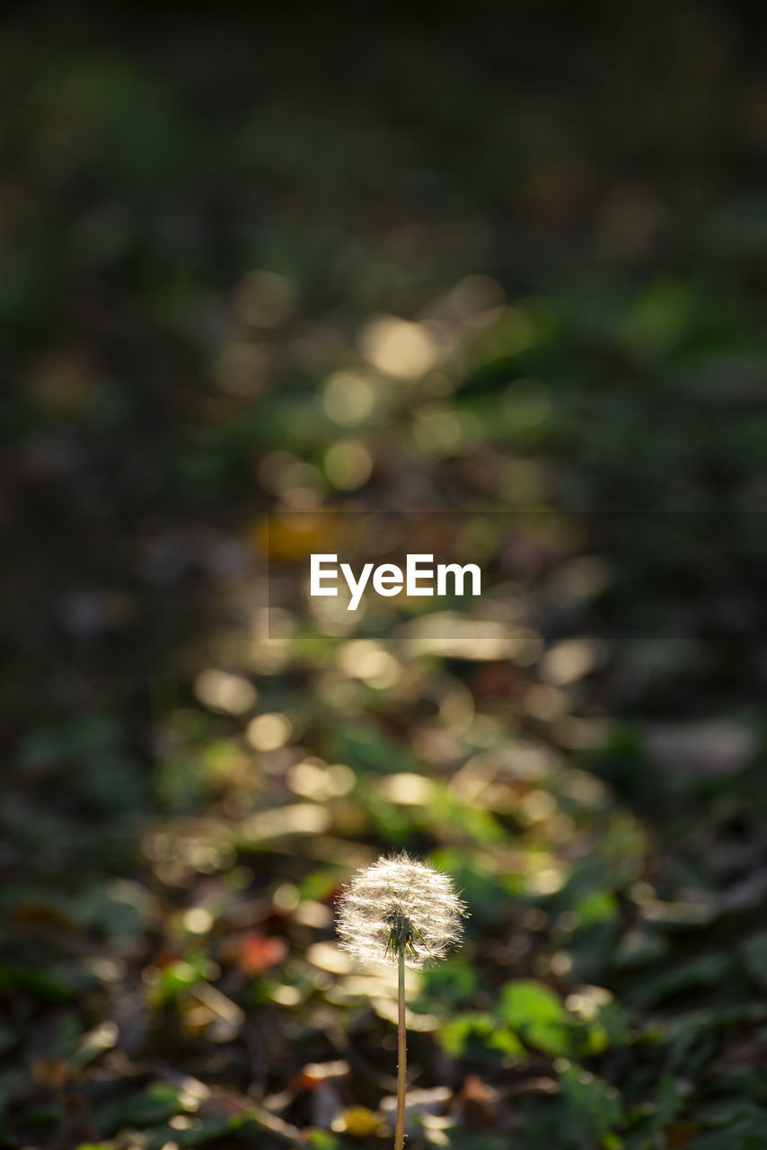 Close-up of white dandelion flower on field