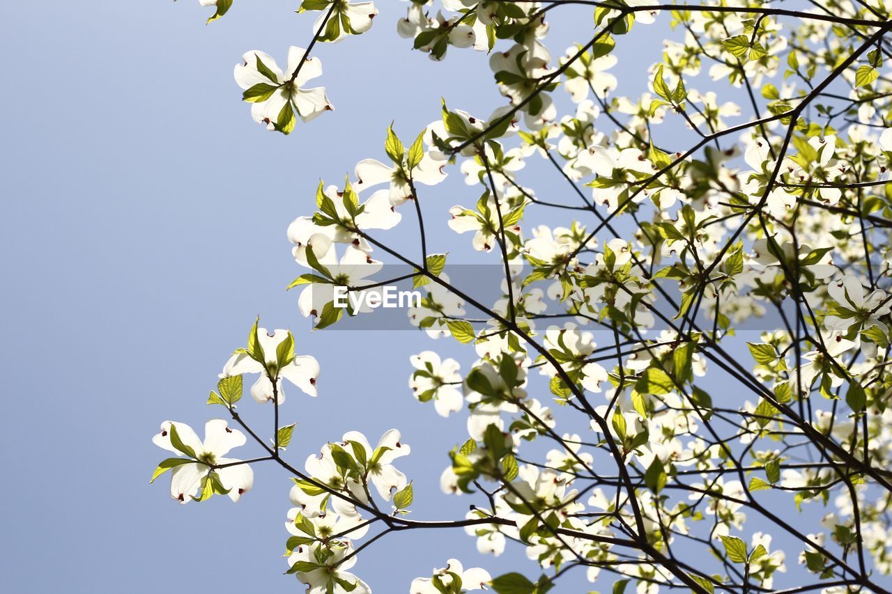 LOW ANGLE VIEW OF WHITE FLOWERS ON TREE