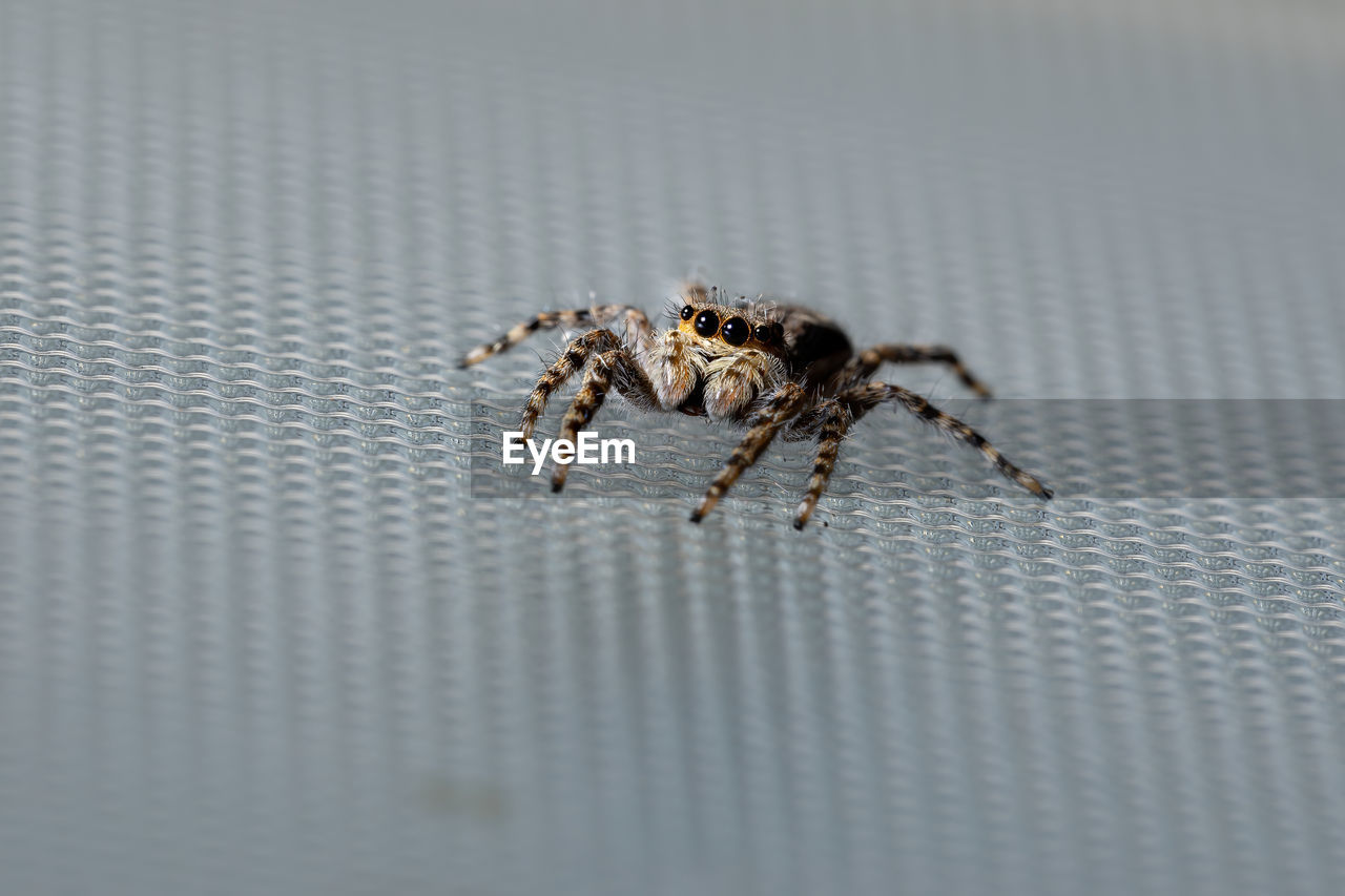 CLOSE-UP OF SPIDER ON WEB