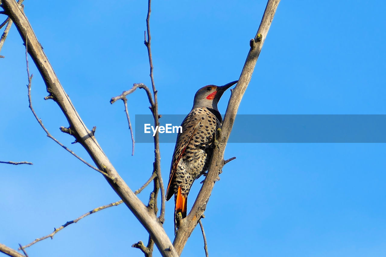 Northern flicker bird perching on bare tree branch