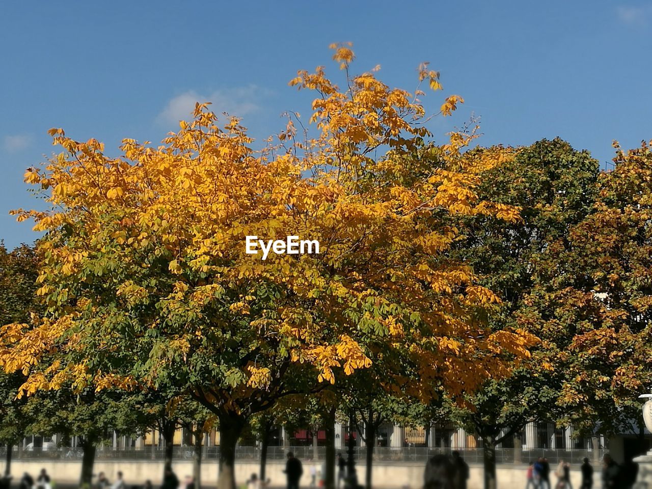 Close-up of autumn tree against sky