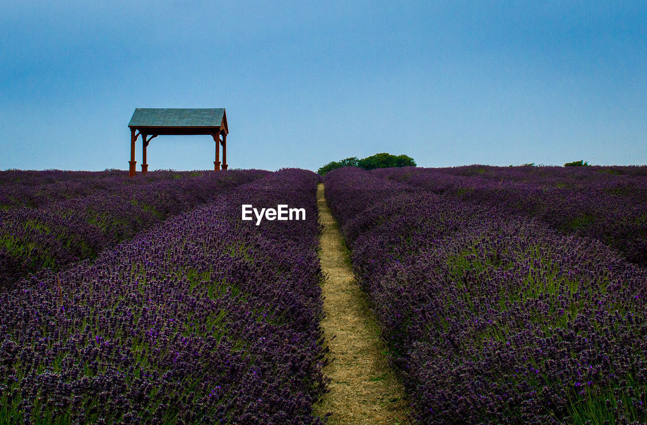 Scenic view of lavender field against blue sky