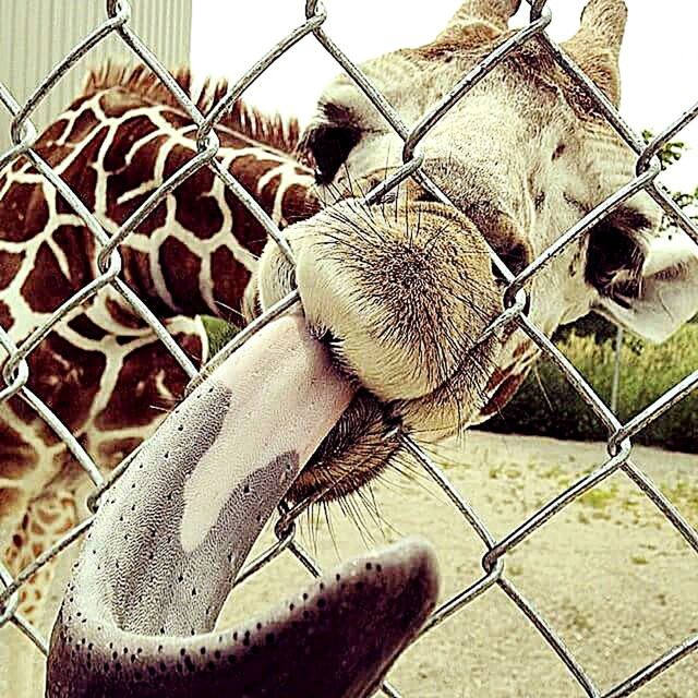 animal, animal themes, one animal, animal body part, close-up, vertebrate, no people, mammal, chainlink fence, day, animal wildlife, fence, animals in the wild, barrier, nature, animals in captivity, boundary, cage, outdoors, animal head, whisker, animal mouth