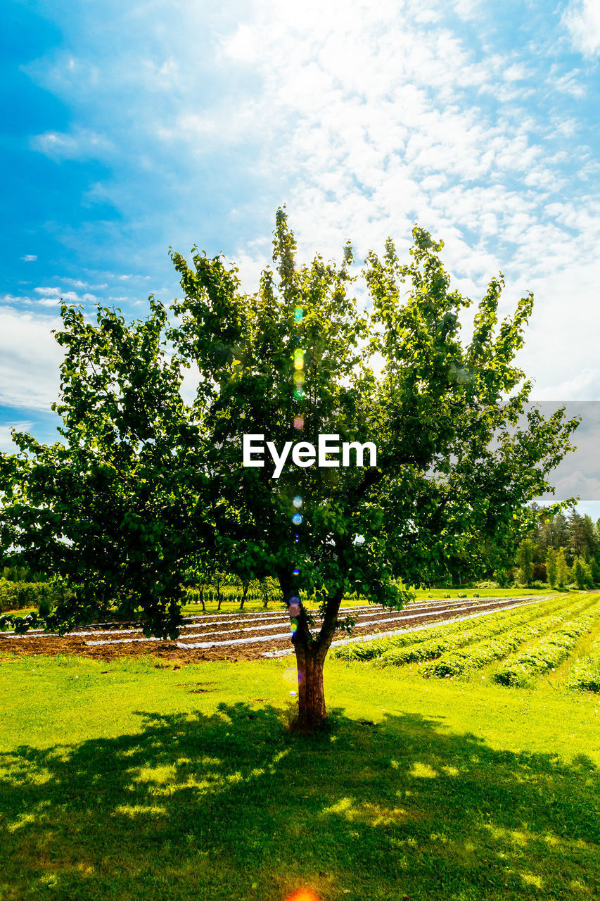 TREES ON GRASSY FIELD