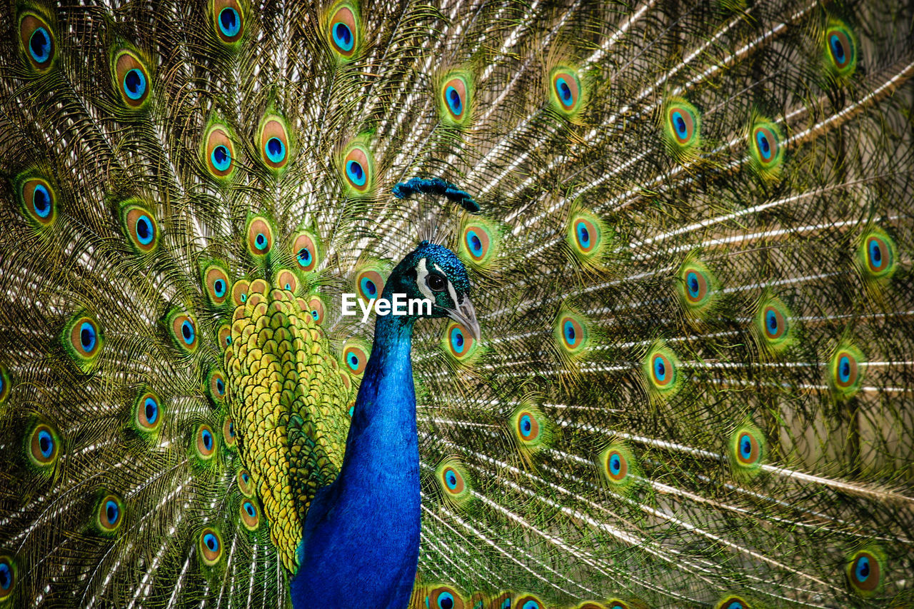 Close-up of peacock with fanned out