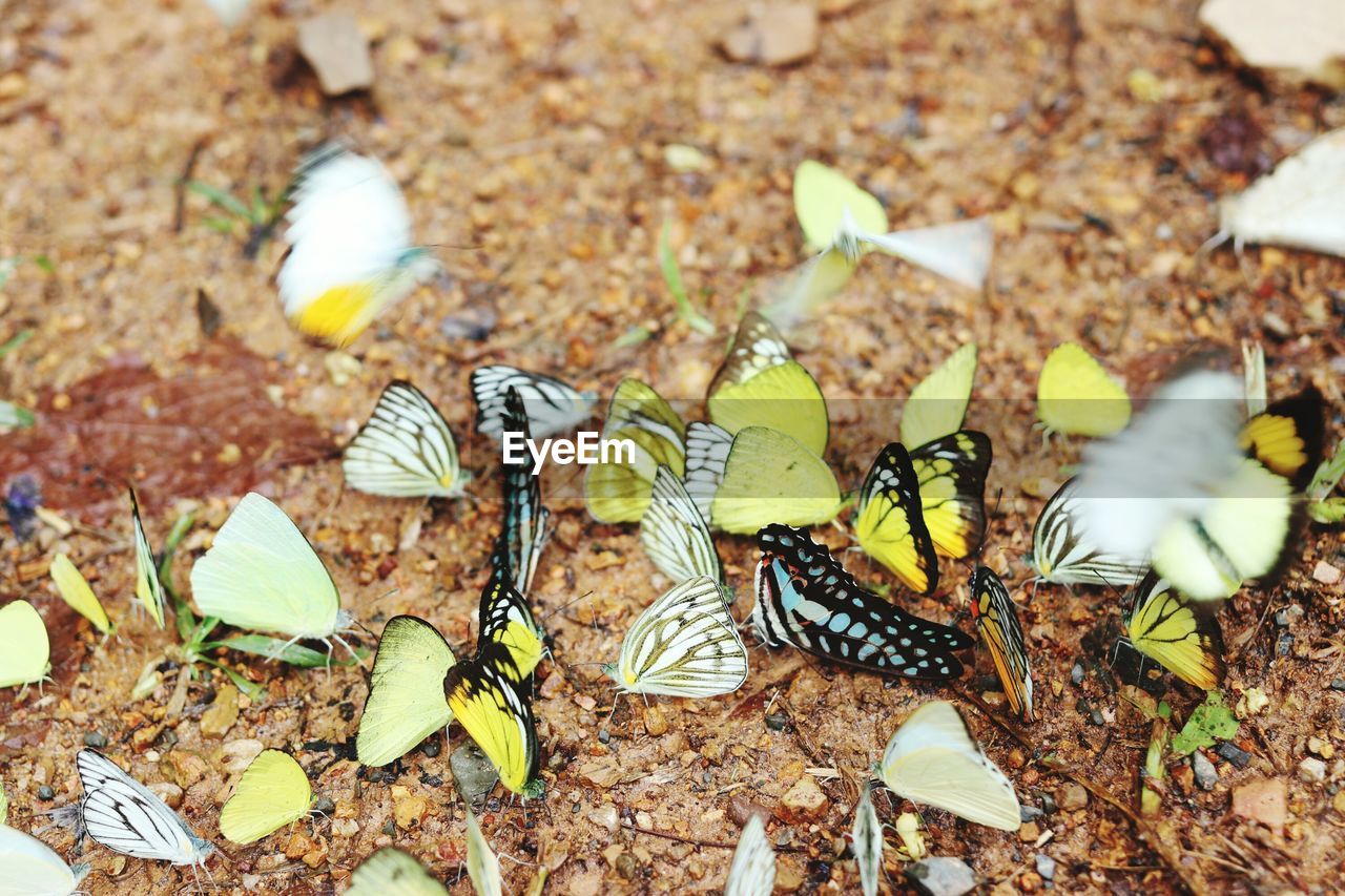 HIGH ANGLE VIEW OF BUTTERFLY ON LAND