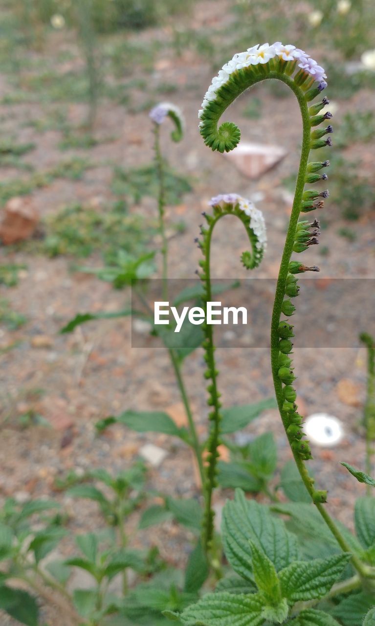 CLOSE-UP OF PLANT GROWING