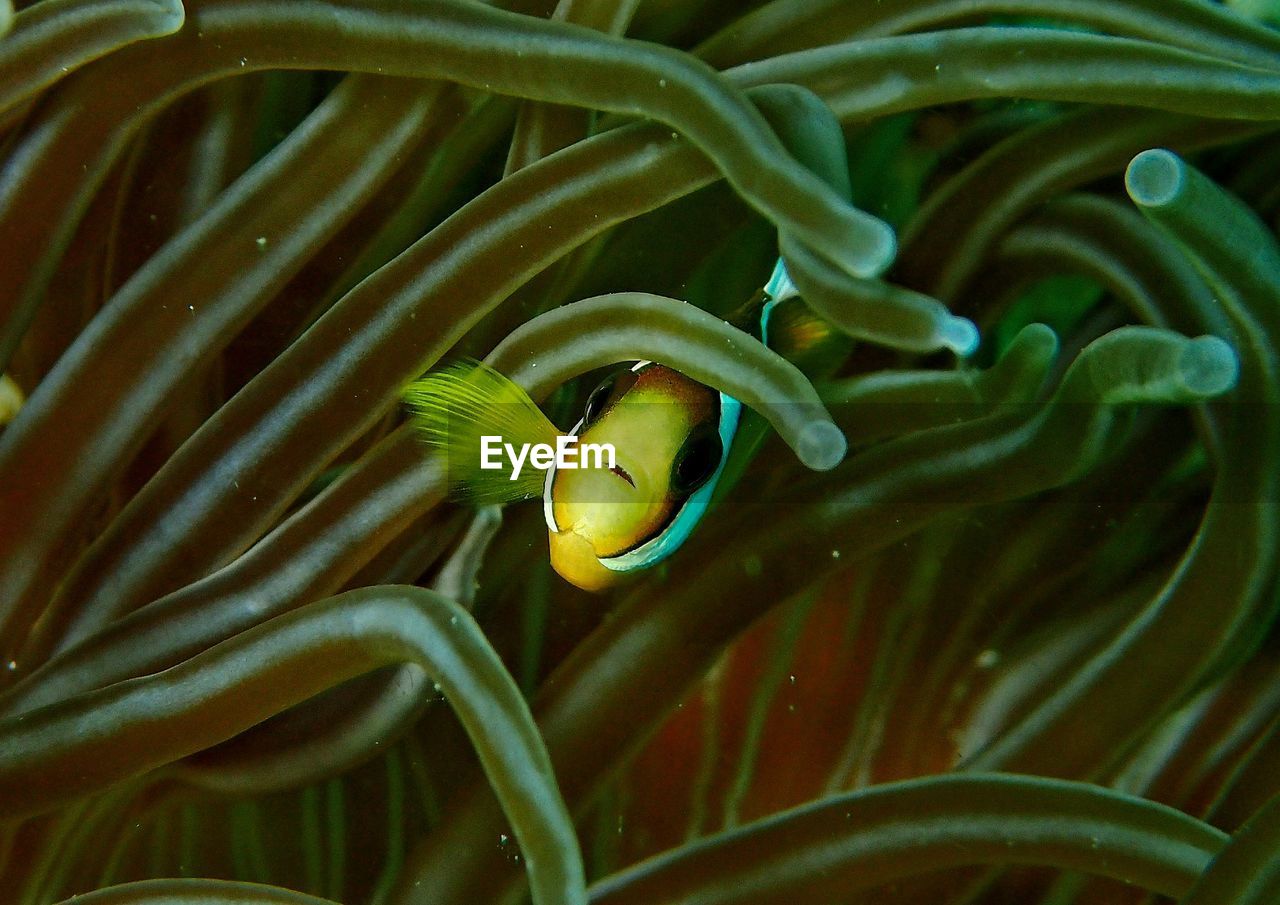 CLOSE-UP OF FISH UNDERWATER