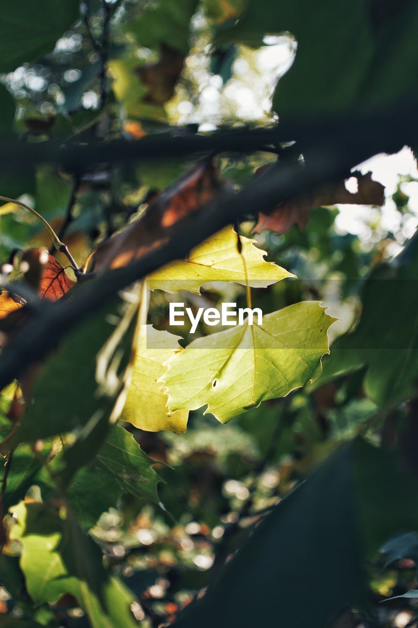 CLOSE-UP OF AUTUMN LEAVES ON TREE