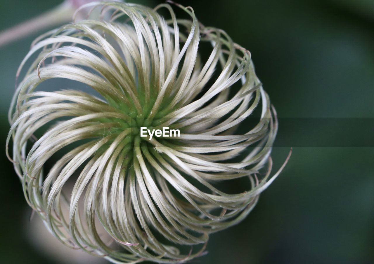 CLOSE-UP OF WHITE PLANT