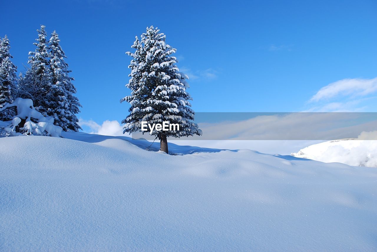 Pristine snow and a winter scene with a pine tree