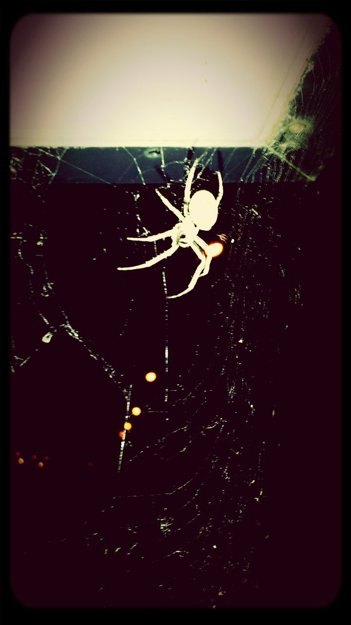 CLOSE-UP OF SPIDER WEB AGAINST BLURRED BACKGROUND