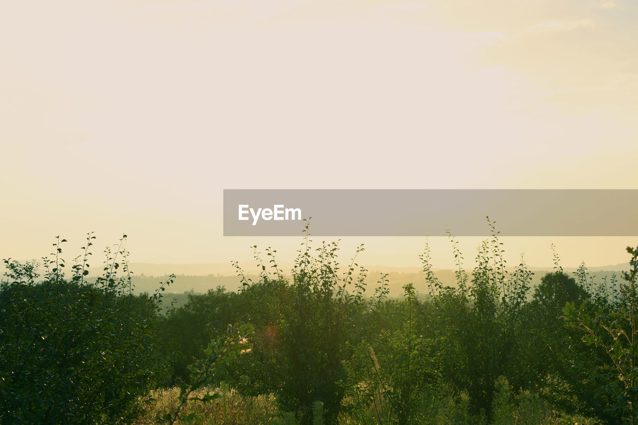 PLANTS AND TREES AGAINST SKY