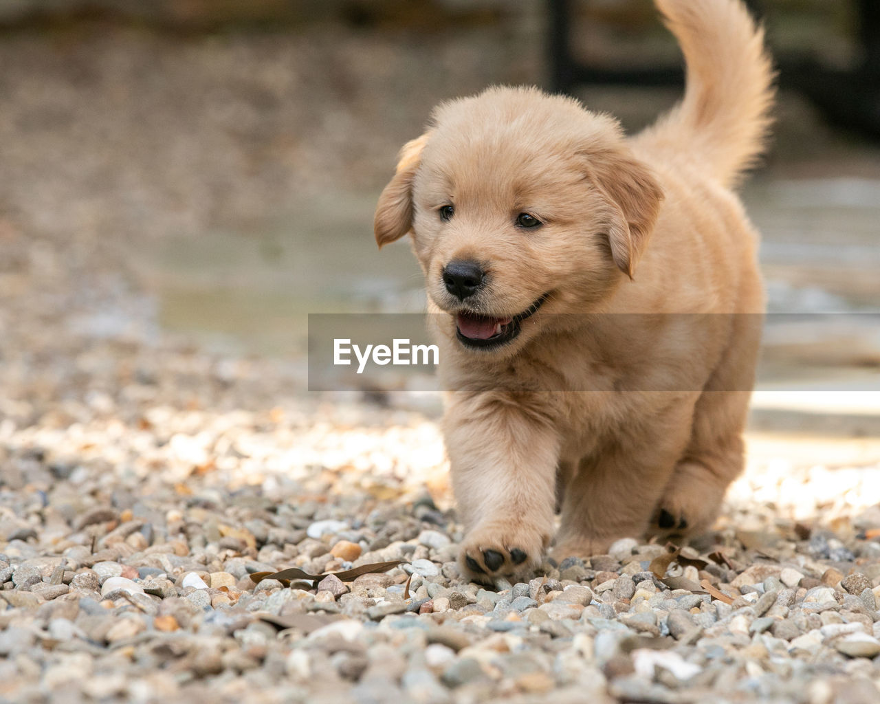 close-up portrait of dogs running on field