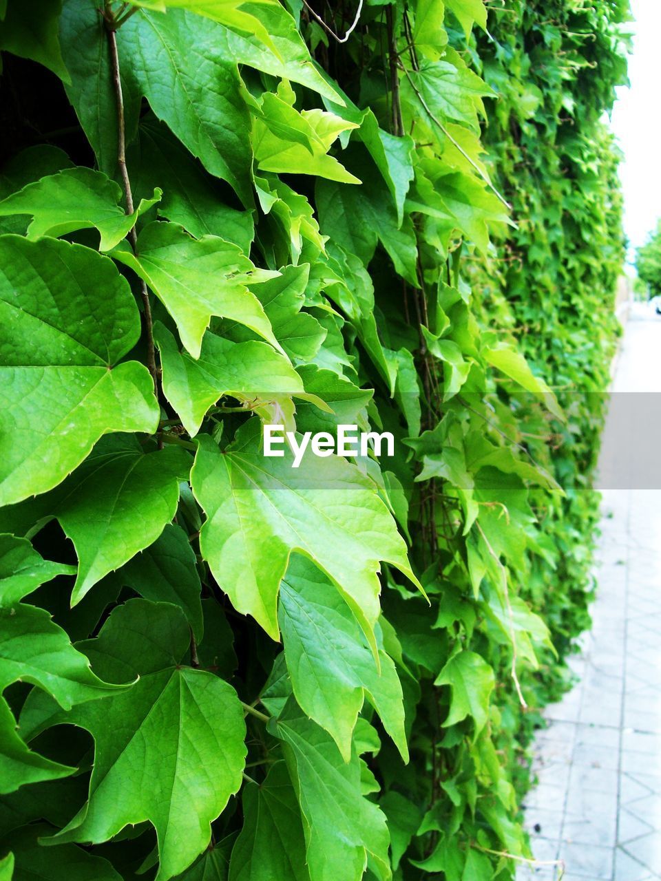 CLOSE-UP OF LEAVES