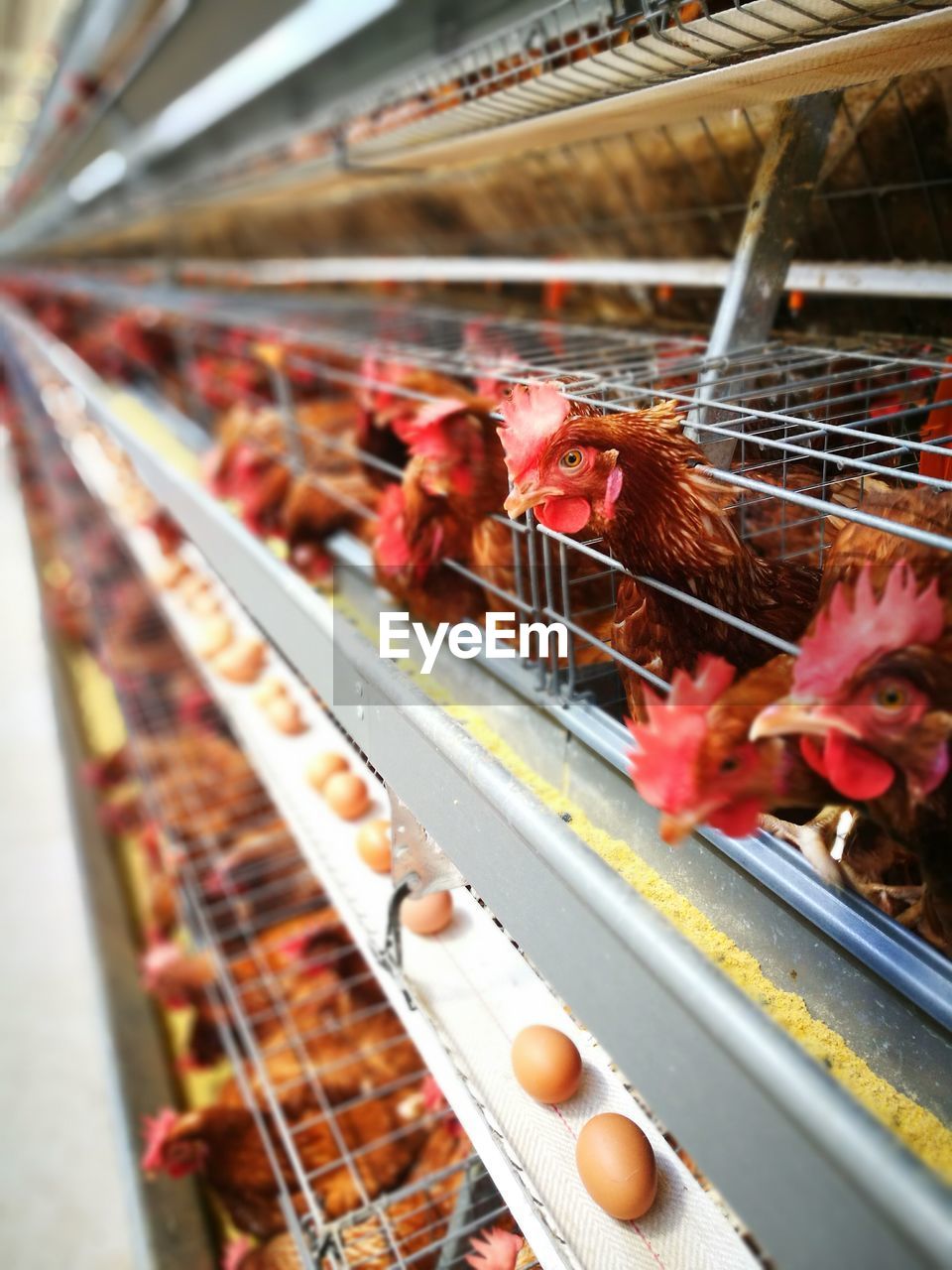 Close-up of birds in cage