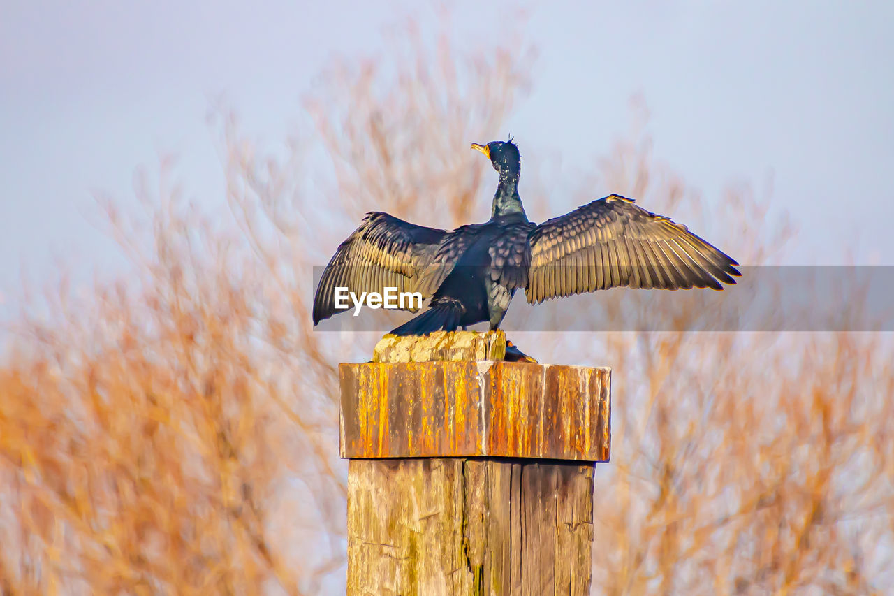 BUTTERFLY PERCHING ON WOODEN POST