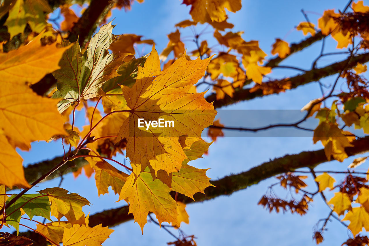 Low angle view of maple leaves against sky