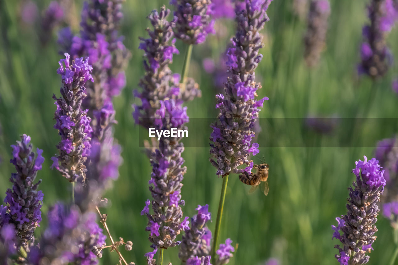 Close-up of bee on purple lavender flowers