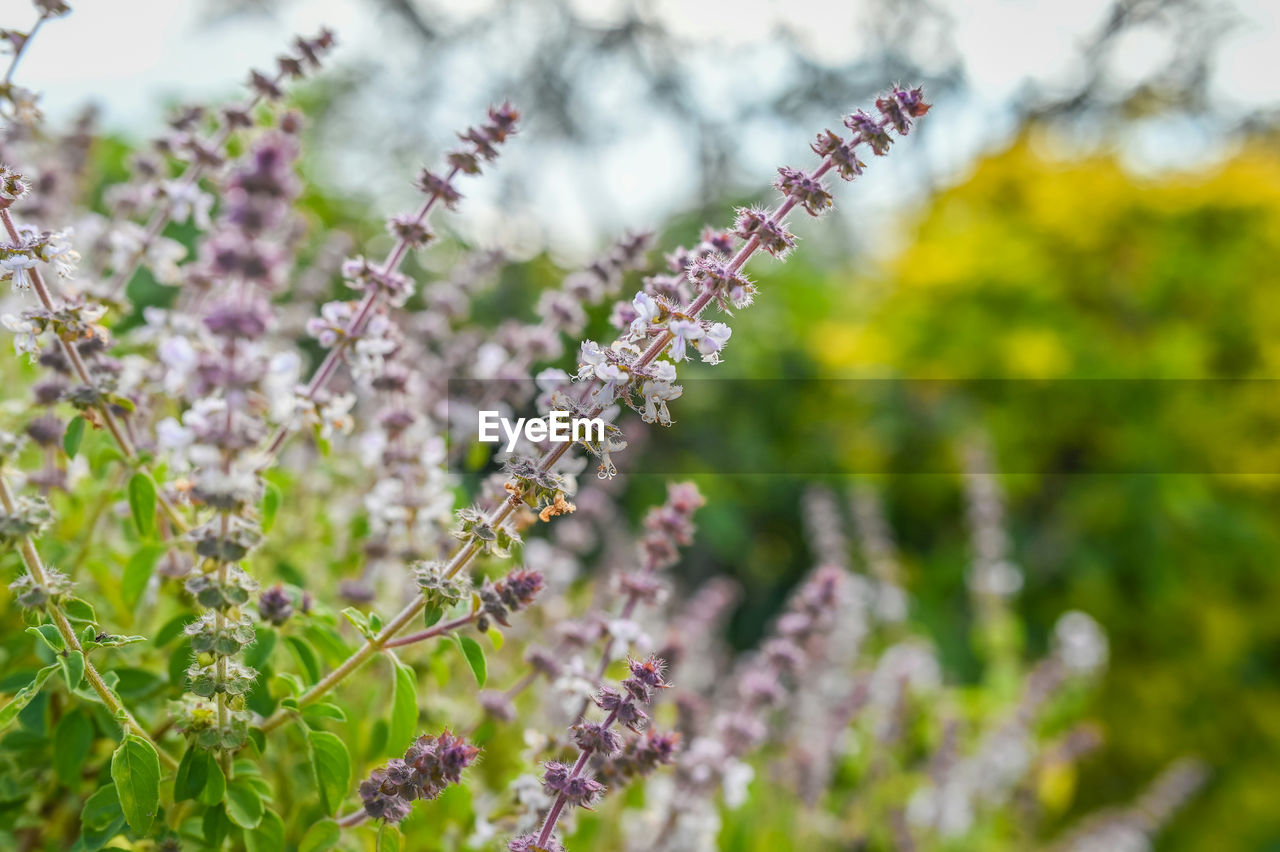 plant, flower, flowering plant, beauty in nature, freshness, nature, blossom, growth, springtime, land, environment, field, wildflower, fragility, meadow, food and drink, herb, landscape, food, selective focus, no people, outdoors, summer, lavender, tree, close-up, botany, purple, sky, medicine, scented, green, macro photography, grass, flower head, defocused, day, plant part, inflorescence, tranquility, agriculture, garden, herbal medicine, rural scene, flowerbed, focus on foreground, plain, scenics - nature, sunlight, leaf, non-urban scene, multi colored, front or back yard, tranquil scene, pink, environmental conservation, therapy, healthcare and medicine, ornamental garden, backgrounds, idyllic