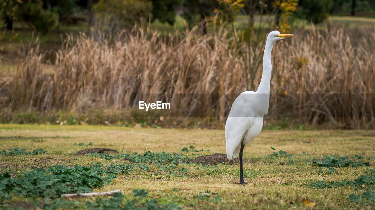 White bird perching on field against plants