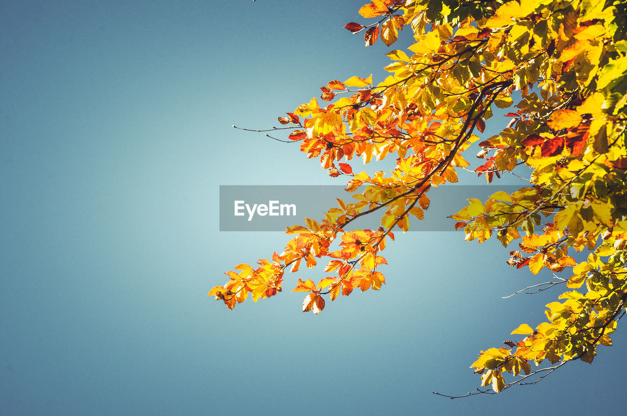 Low angle view of yellow tree against clear sky