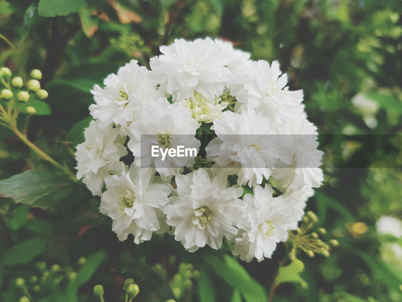 Close-up of white flowers