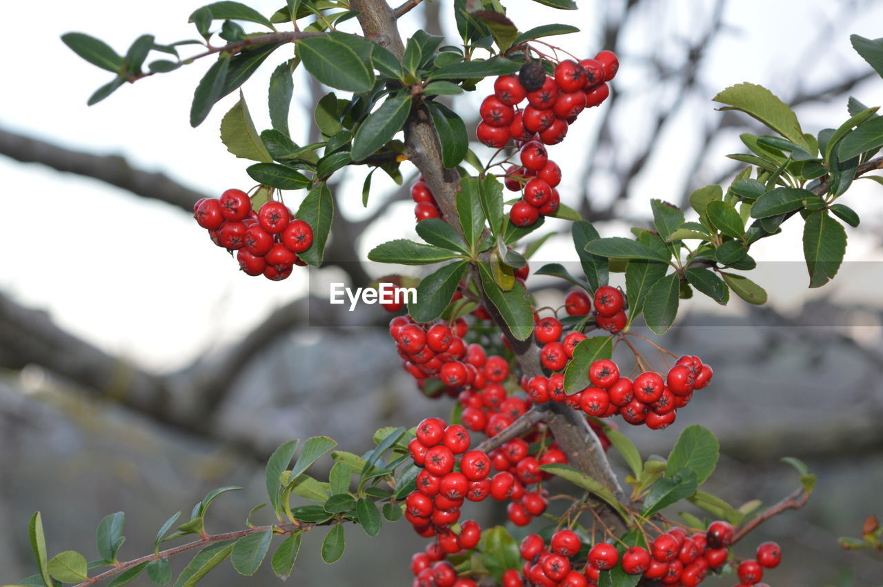 CLOSE-UP OF RED BERRIES ON BRANCH