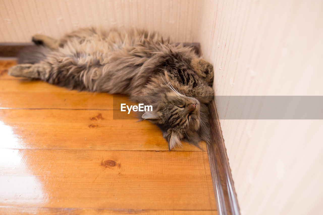 High angle view of cat sleeping on floor at home