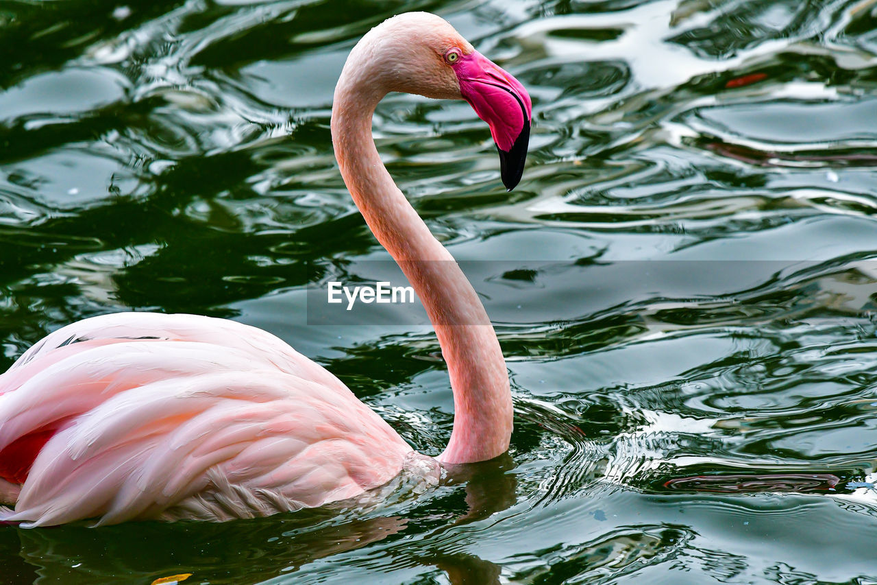 Close-up of flamingo swimming in lake