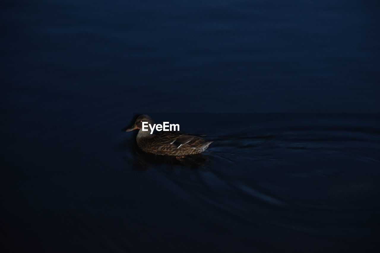 BIRD SWIMMING ON LAKE