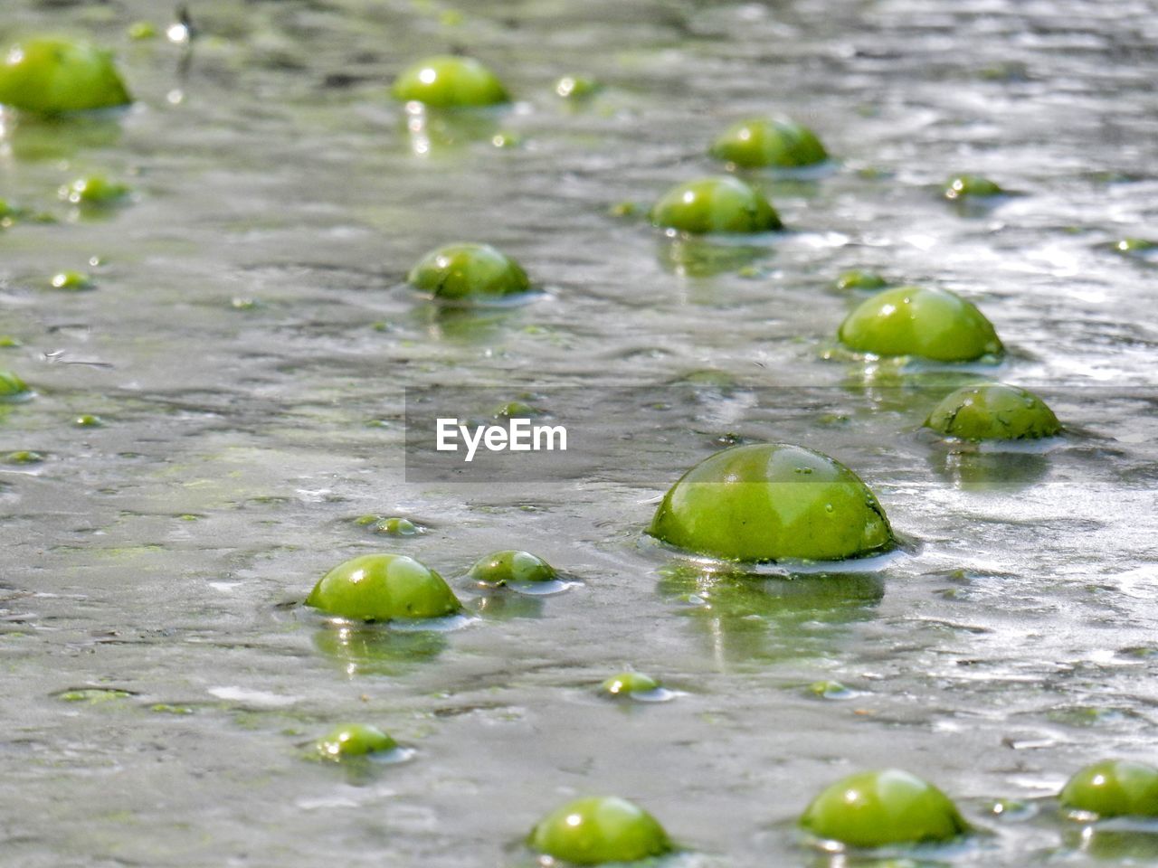 Green bubbles in puddle
