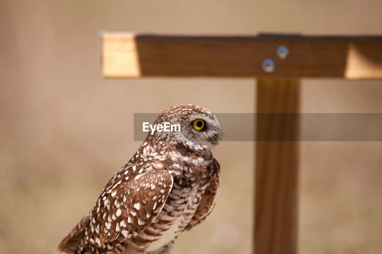 Burrowing owl athene cunicularia perched outside its burrow on marco island, florida