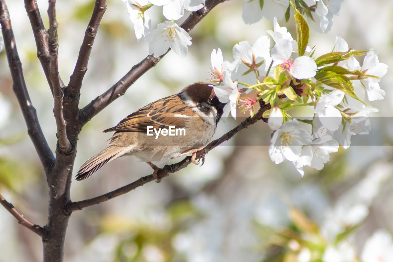 CLOSE-UP OF A BIRD PERCHING ON FLOWER