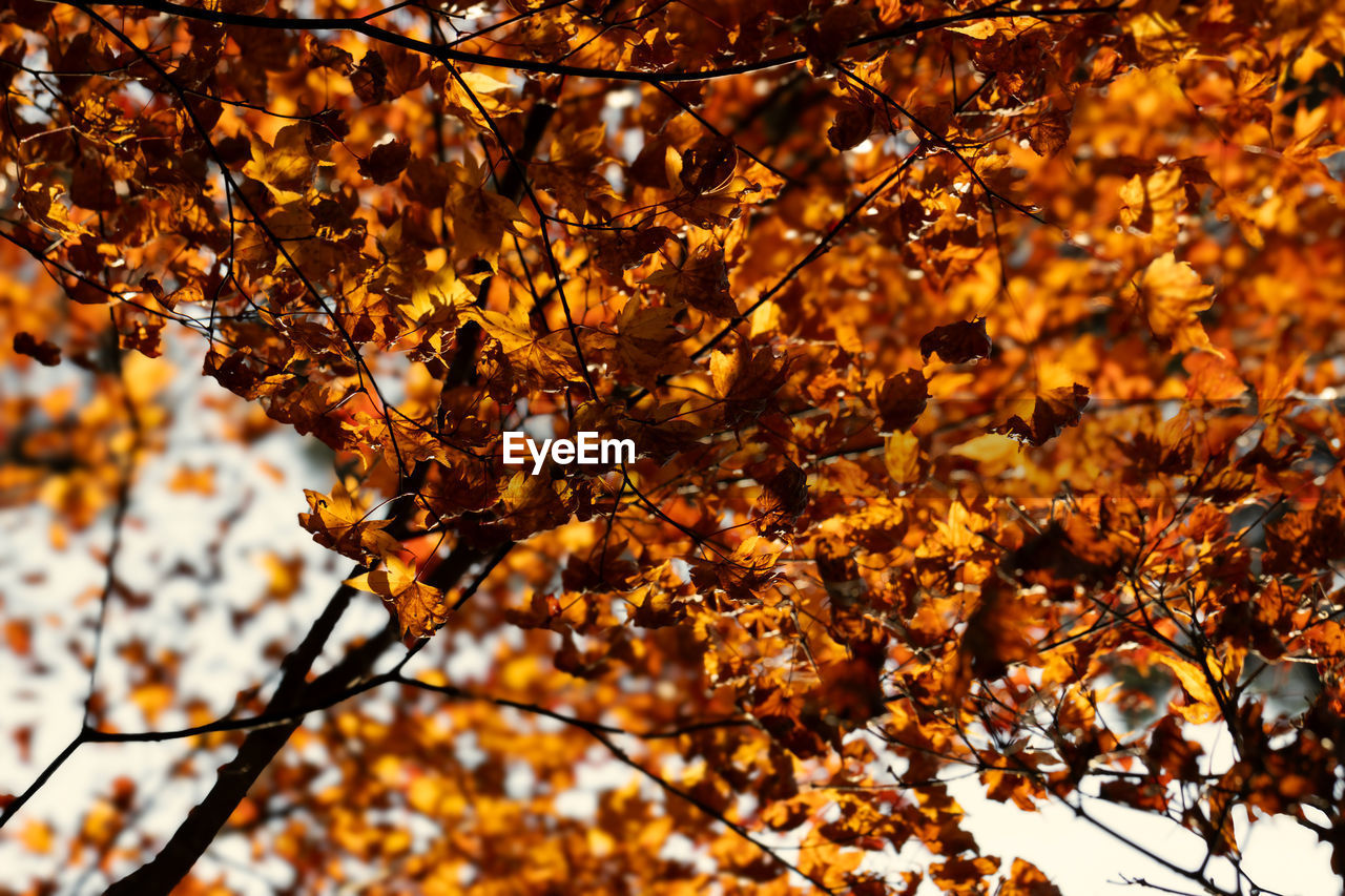 tree, plant, autumn, branch, sunlight, beauty in nature, nature, leaf, plant part, no people, orange color, day, low angle view, growth, tranquility, outdoors, yellow, focus on foreground, close-up, land, sky, scenics - nature, backgrounds, fragility