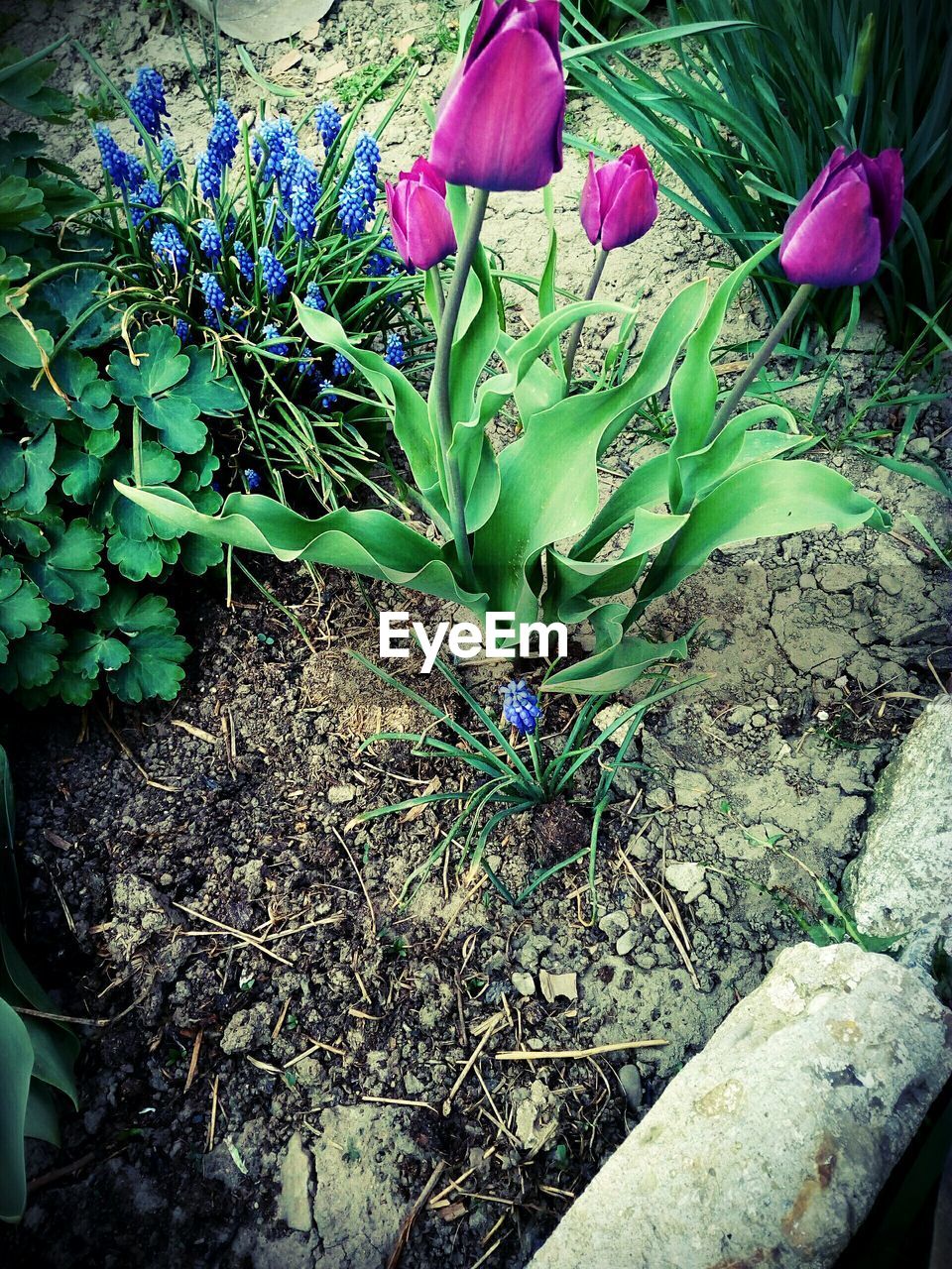 HIGH ANGLE VIEW OF PURPLE CROCUS FLOWERS ON PLANTS