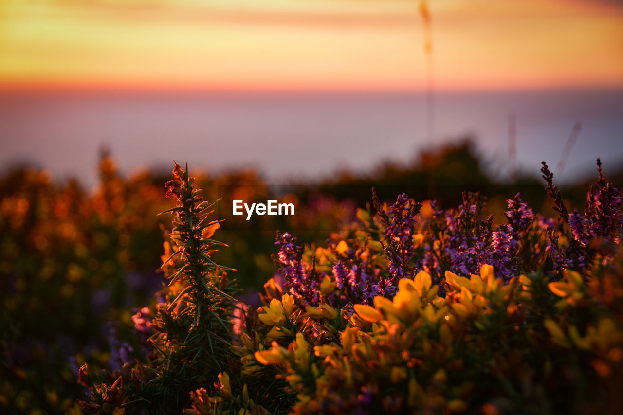 Close-up of purple flowering plants during sunset