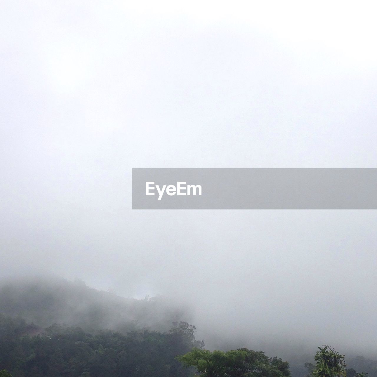 Trees in foggy weather