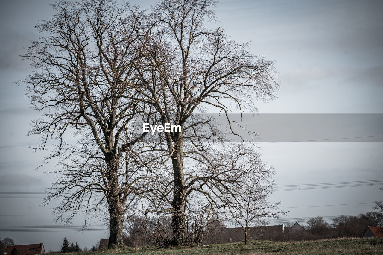 Bare tree on field against sky