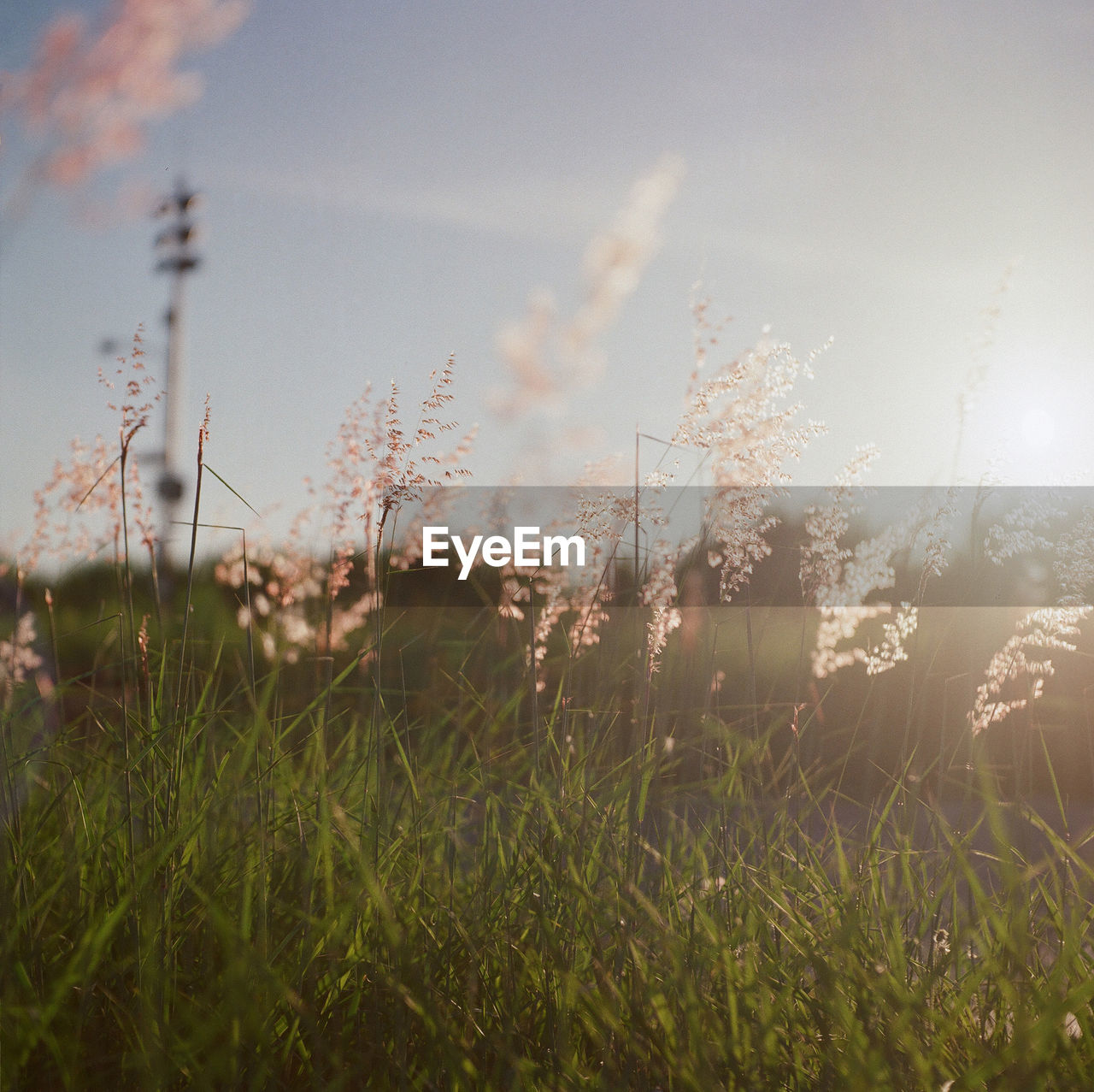 PLANTS GROWING ON FIELD AGAINST SKY