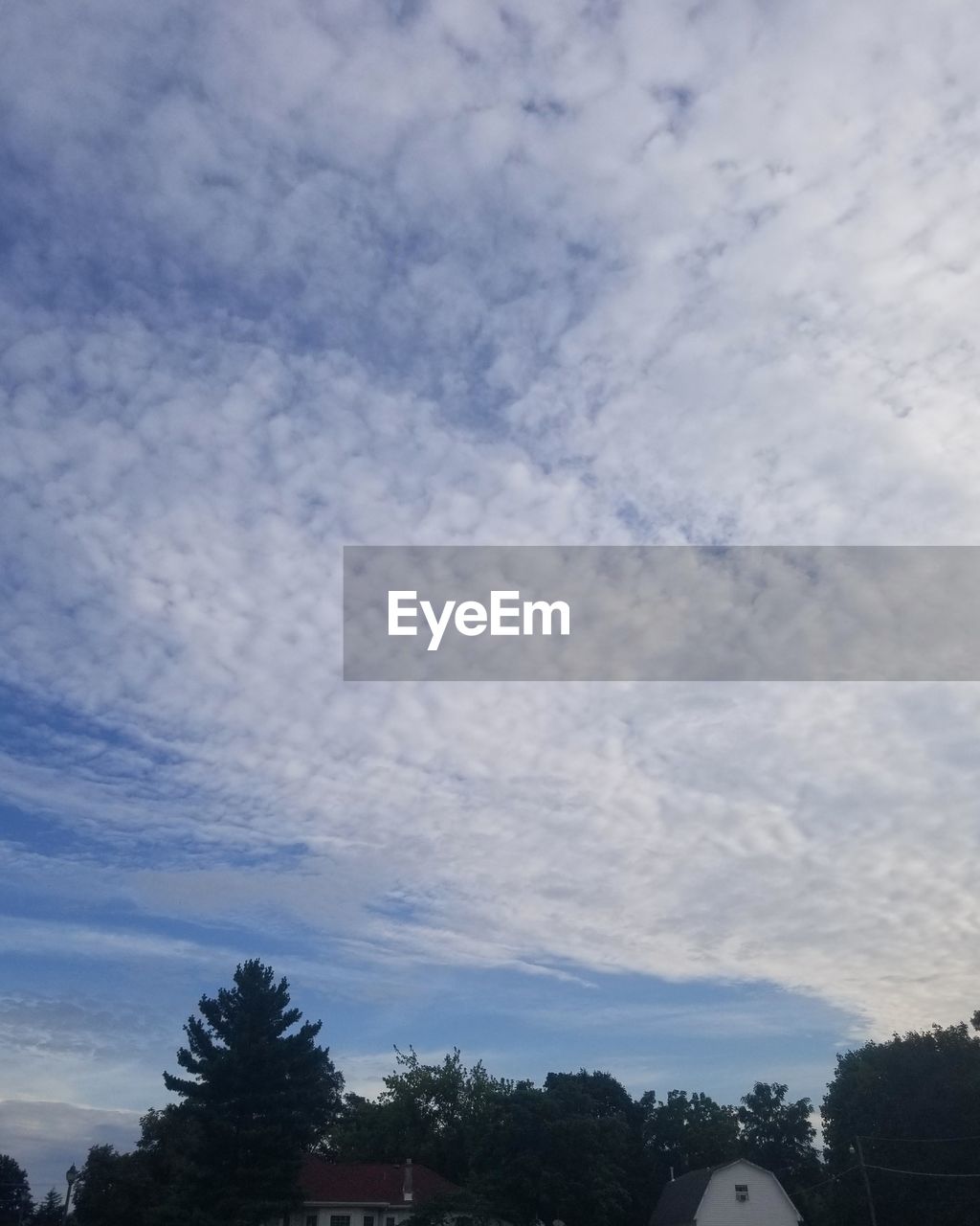 LOW ANGLE VIEW OF TREE AGAINST SKY