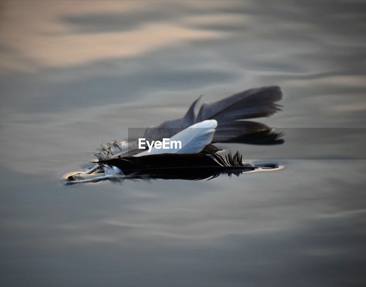 SEAGULLS FLYING OVER LAKE