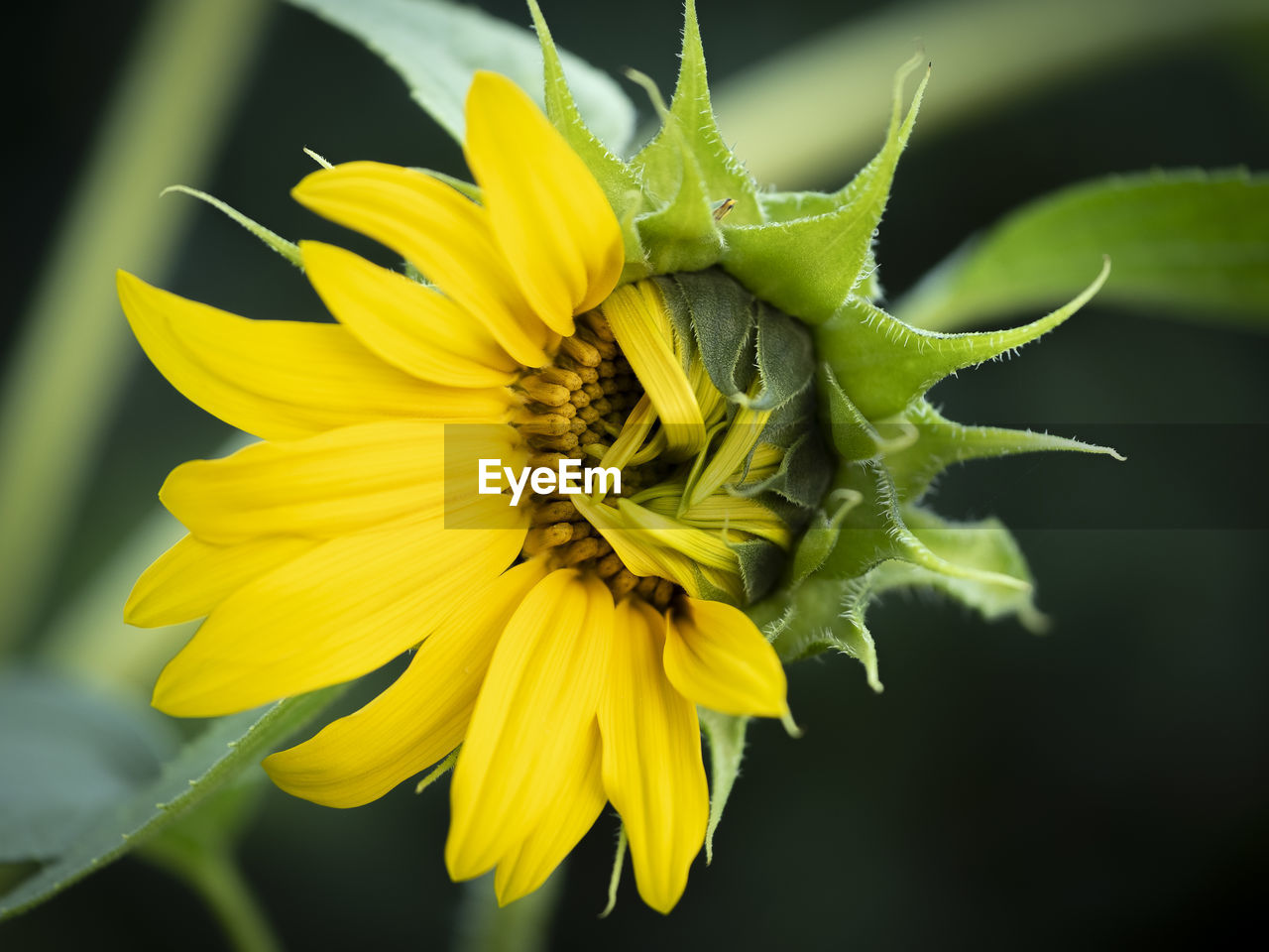 Close-up of yellow flower