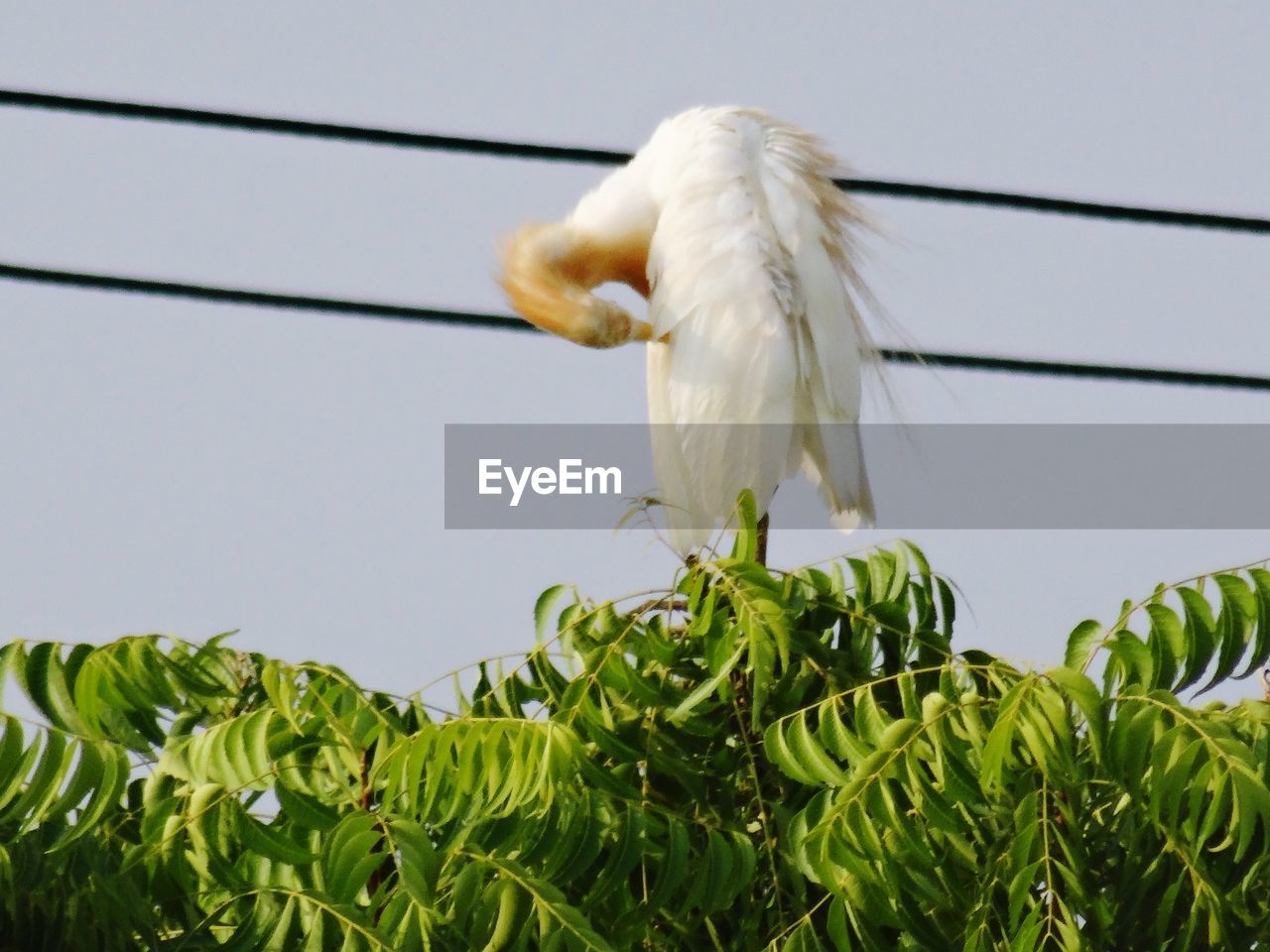 LOW ANGLE VIEW OF A BIRD