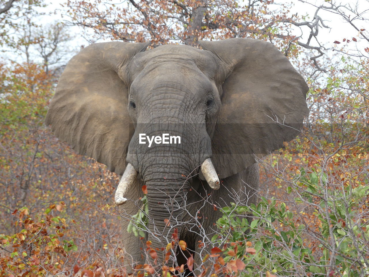 Elephant close-up
