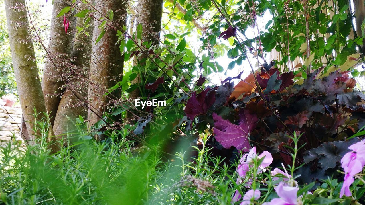 CLOSE-UP OF FLOWERS GROWING IN FOREST