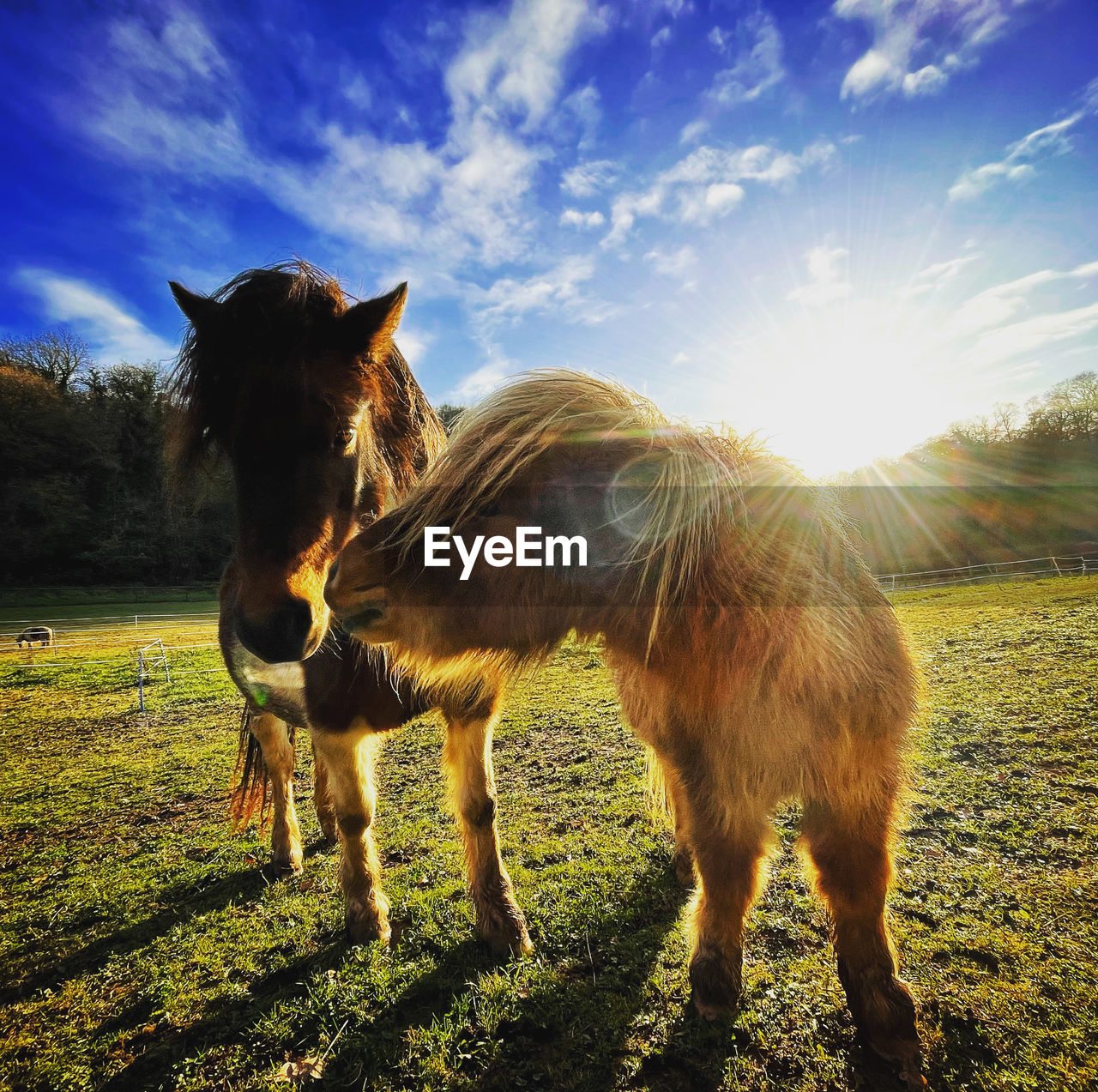 HORSE STANDING ON FIELD