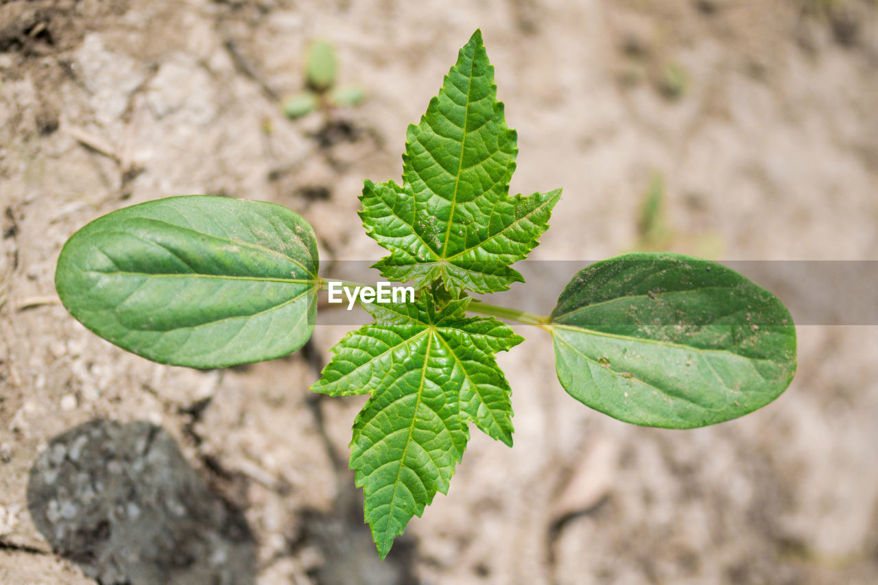 Close-up of different shaped green leaves