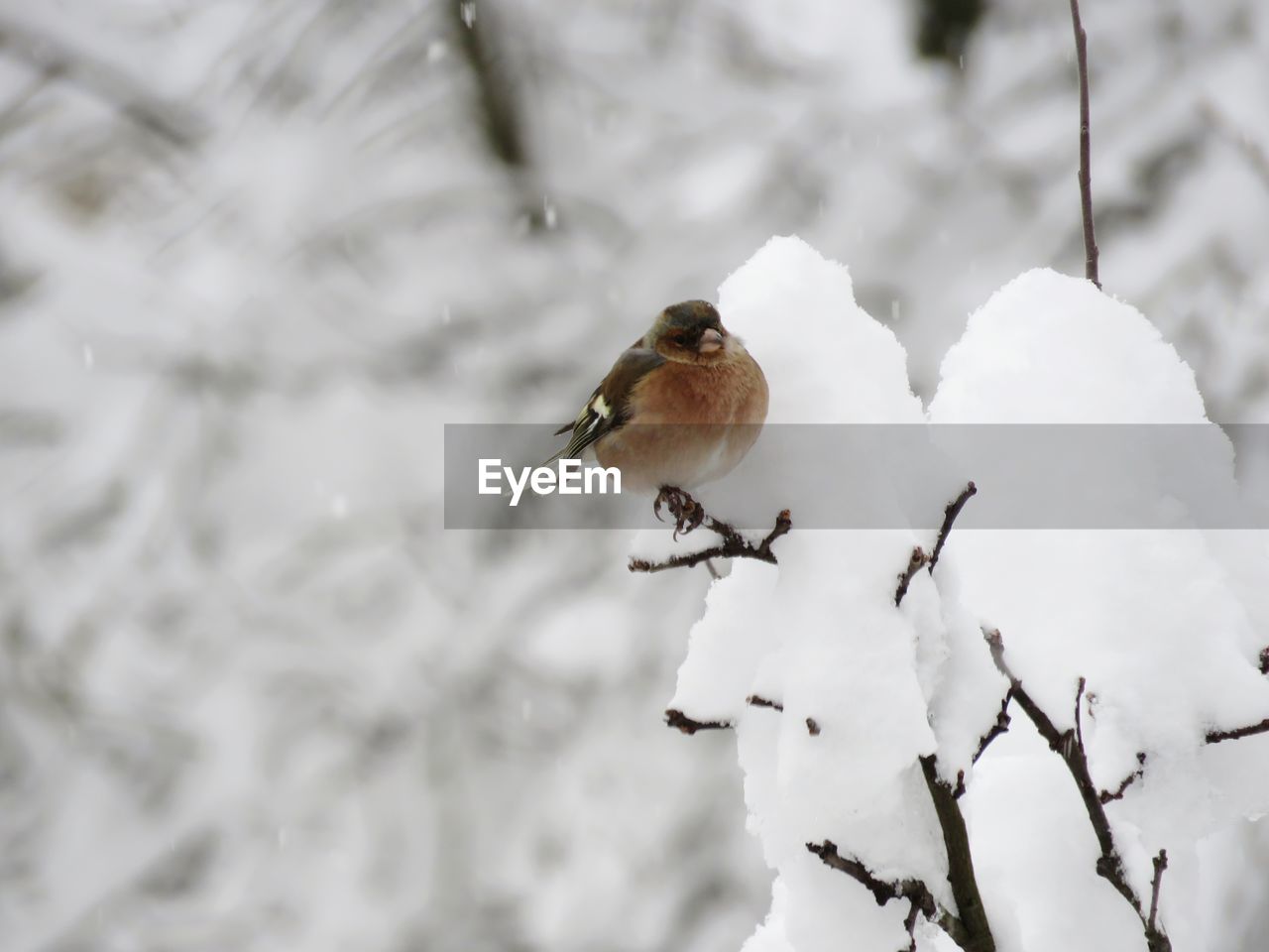 BIRD PERCHING ON BRANCH IN SNOW